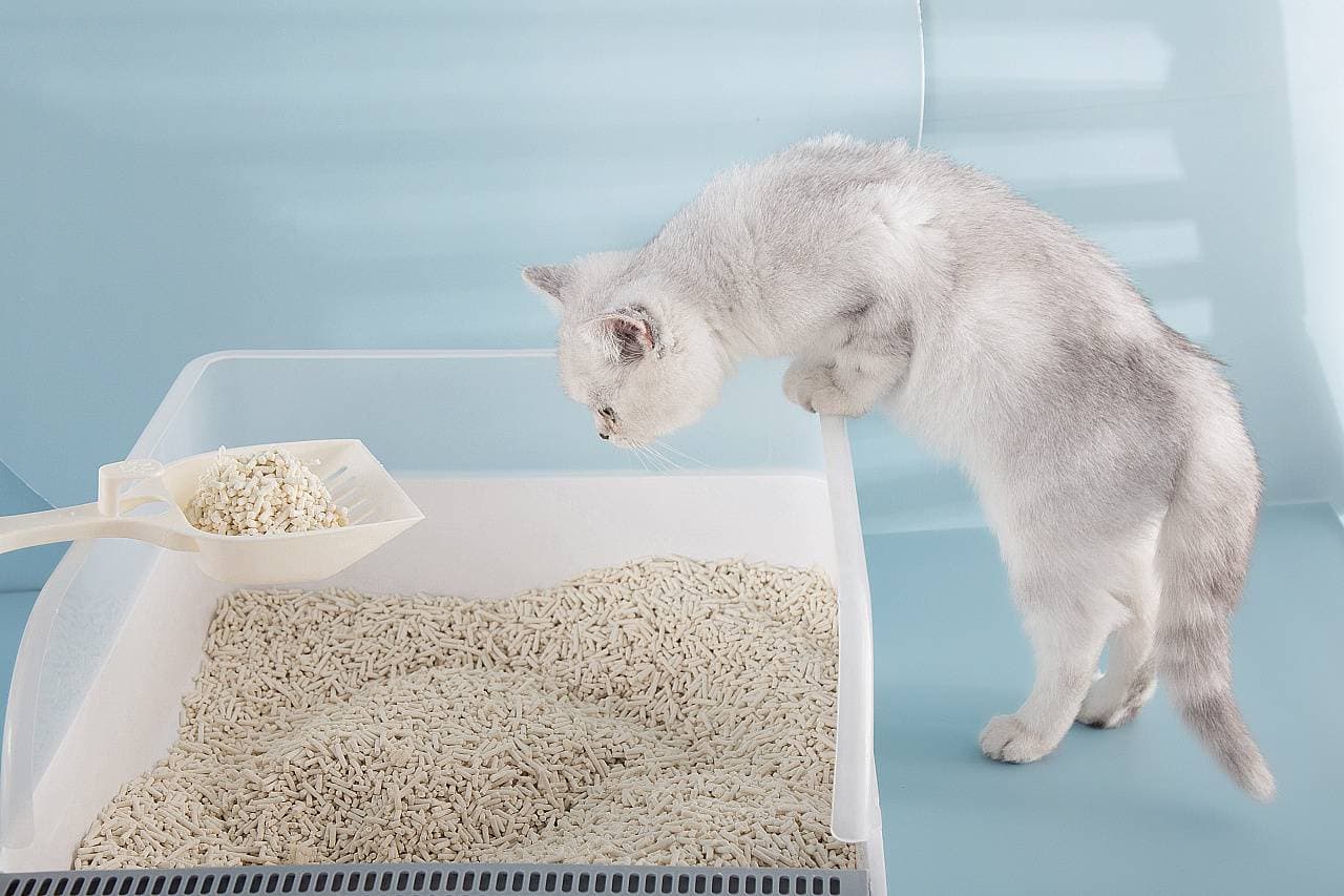 cat litter vacuum packaging line