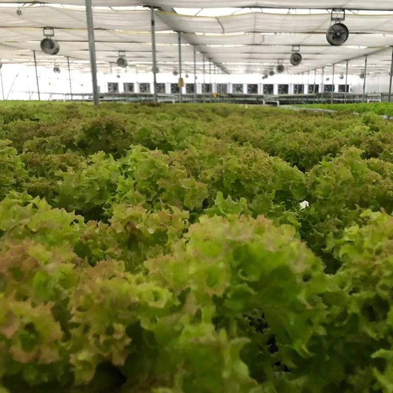 hydroponic system