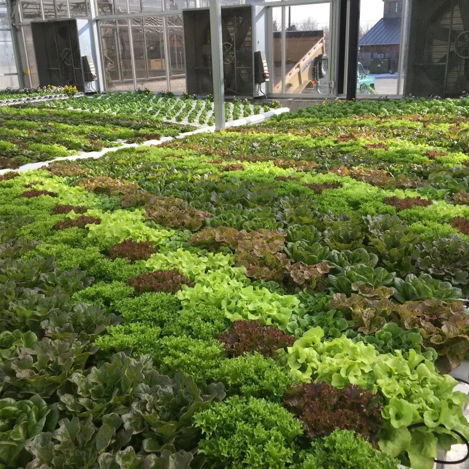 soilless farming