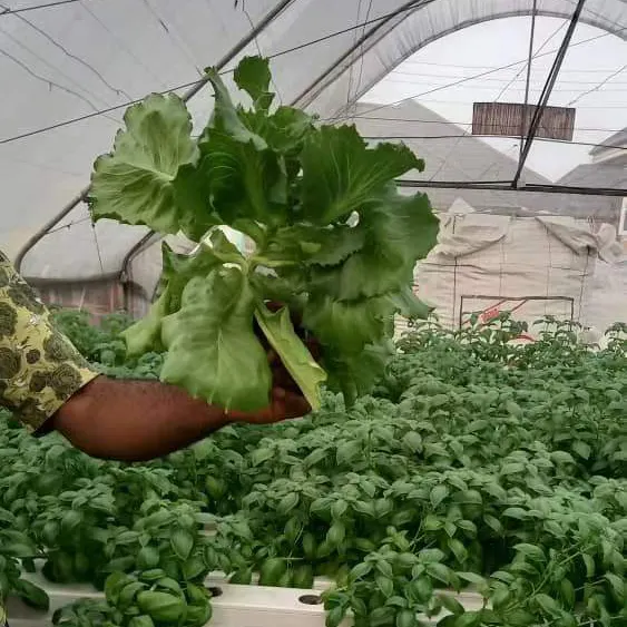 hydroponic system