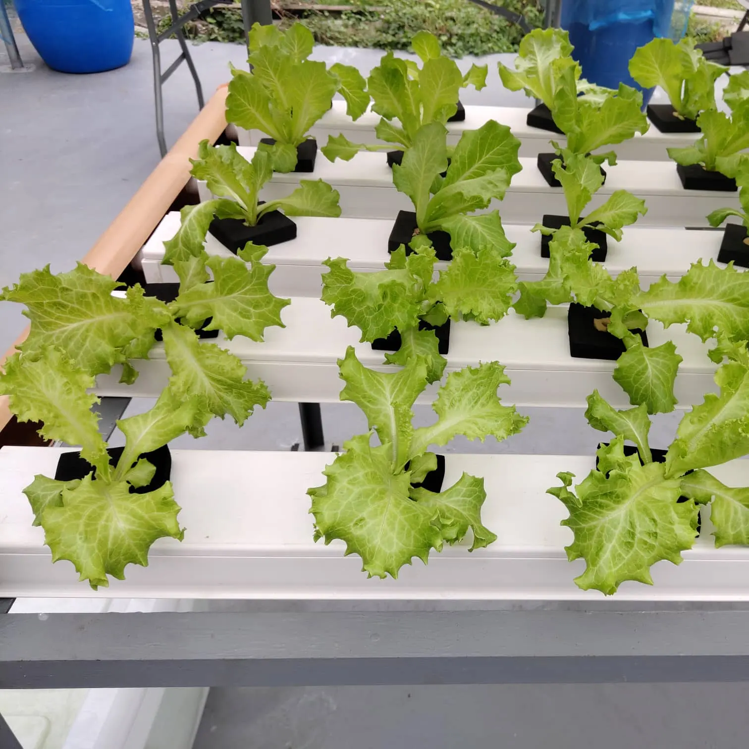soilless agriculture